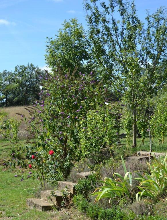 Le Mas De Carrie Bed & Breakfast Parisot  Exterior photo